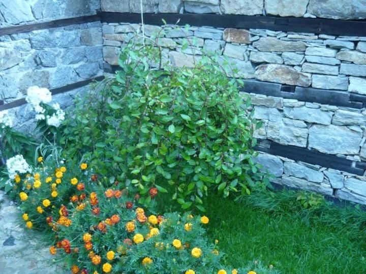 Гостевой дом Guest House Edelweiss Копривштица-19